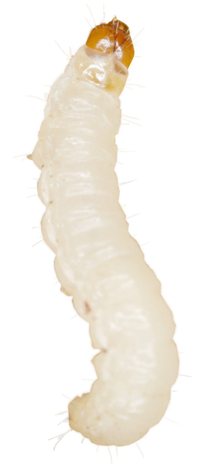 ambarski-moljac-tinea-granella-larva