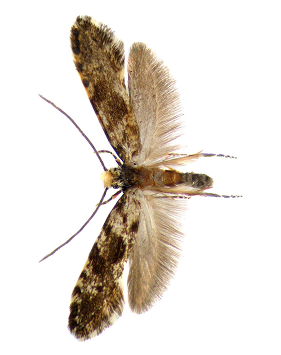 ambarski-moljac-tinea-granella-mala