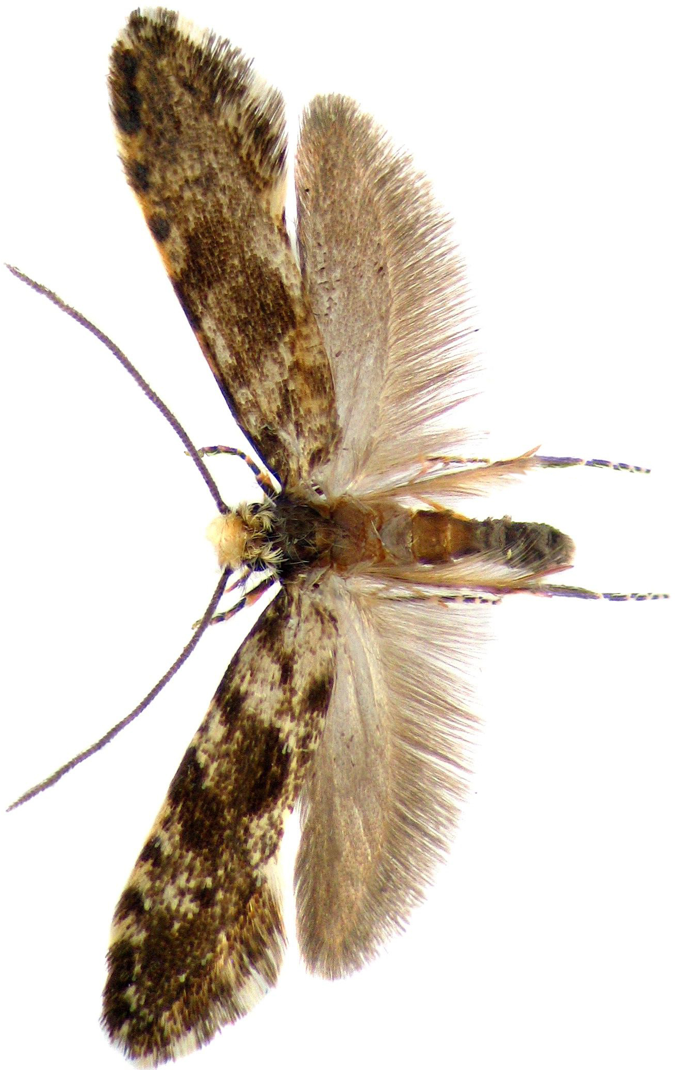 ambarski-moljac-tinea-granella