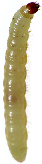bakrenasti-plamenac-plodia-interpunctella-larva