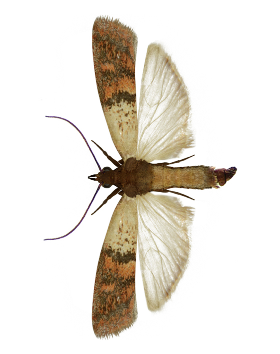 bakrenasti-plamenac-plodia-interpunctella-mala