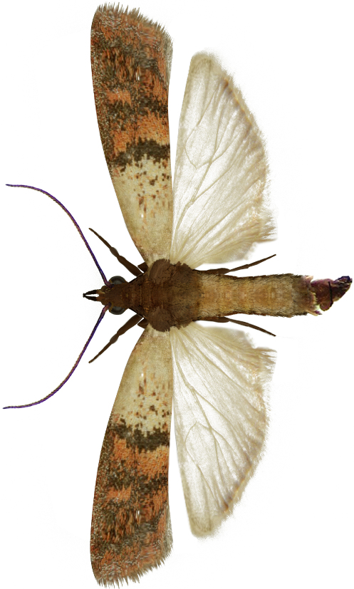 bakrenasti-plamenac-plodia-interpunctella
