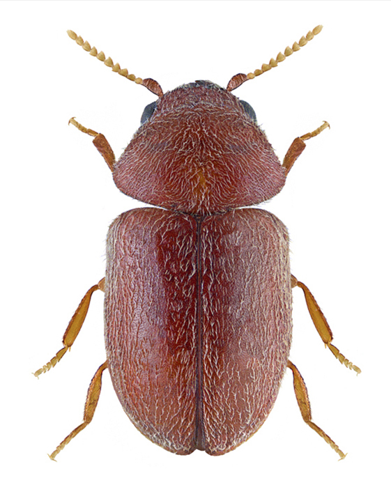 buba-duvana-lasioderma-serricorne-mala