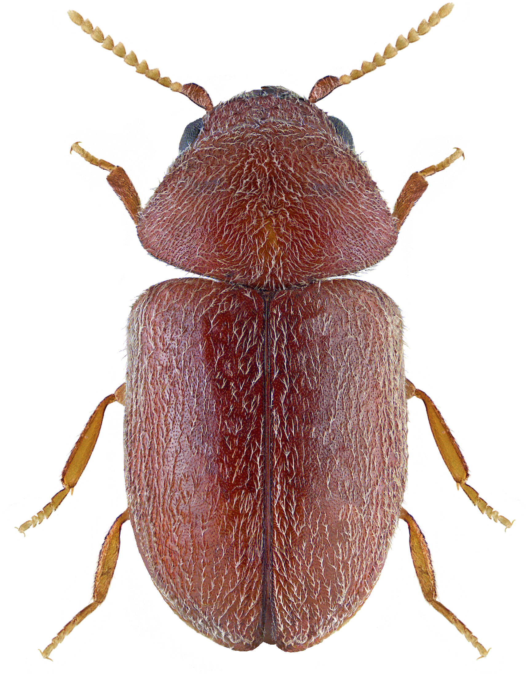 buba-duvana-lasioderma-serricorne