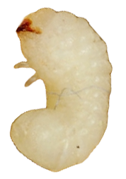 buba-hleba-stegobium-paniceum-larva