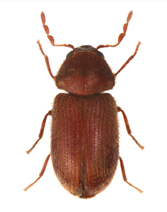 buba-hleba-stegobium-paniceum-mala