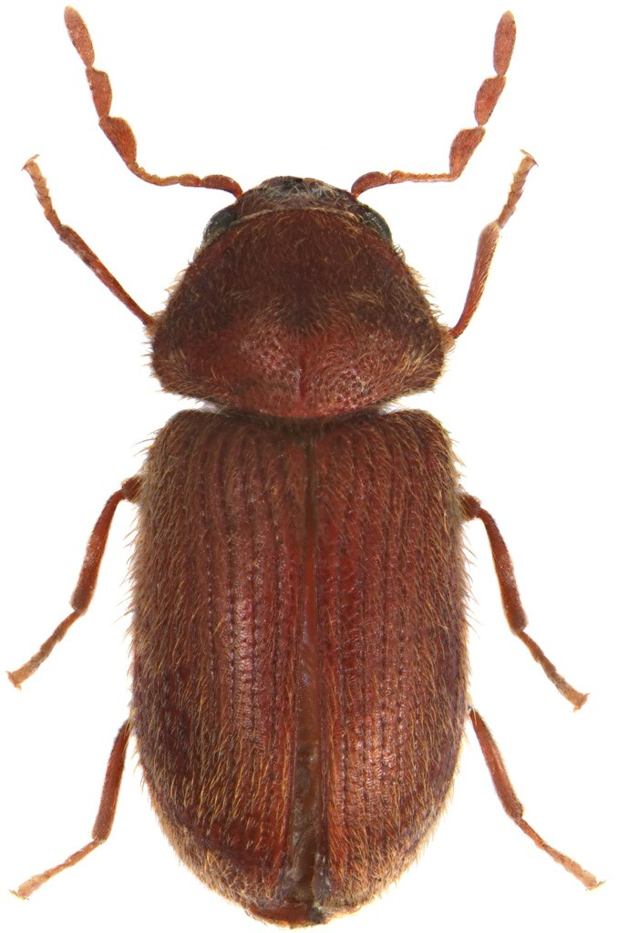 buba-hleba-stegobium-paniceum