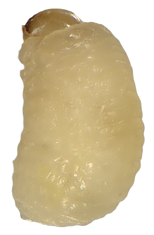 kukuruzni-zizak-sitophilus-zeamais-larva