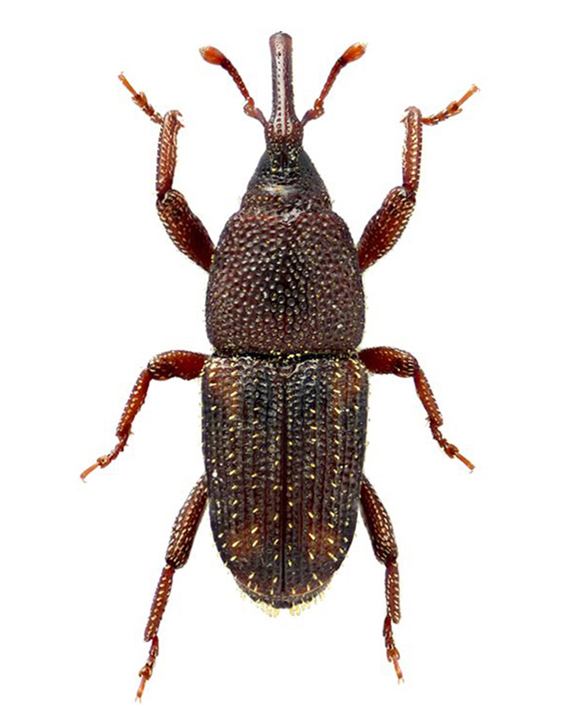 kukuruzni-zizak-sitophilus-zeamais-mala