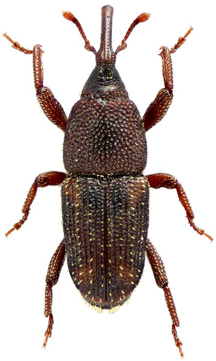 kukuruzni-zizak-sitophilus-zeamais