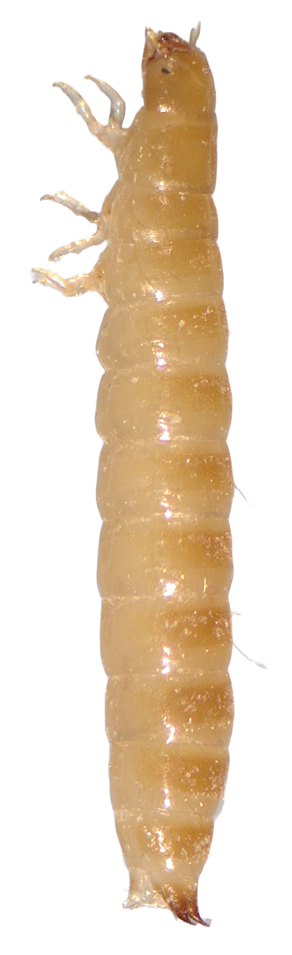 mali-brasnar-tribolium-confusum-larva