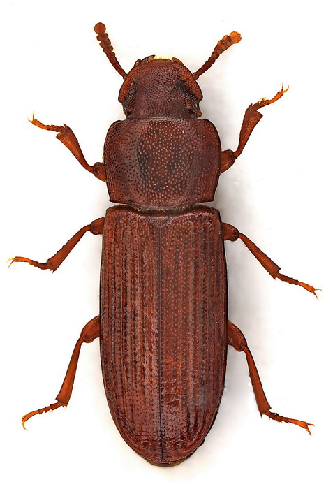 mali-brasnar-tribolium-confusum