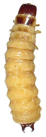 mauritanski-brasnar-tenebroides-mauritanicus-larva