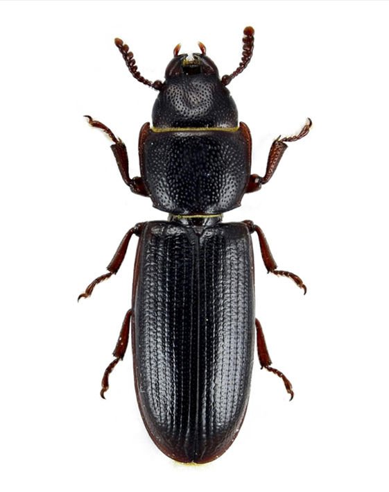 mauritanski-brasnar-tenebroides-mauritanicus-mala