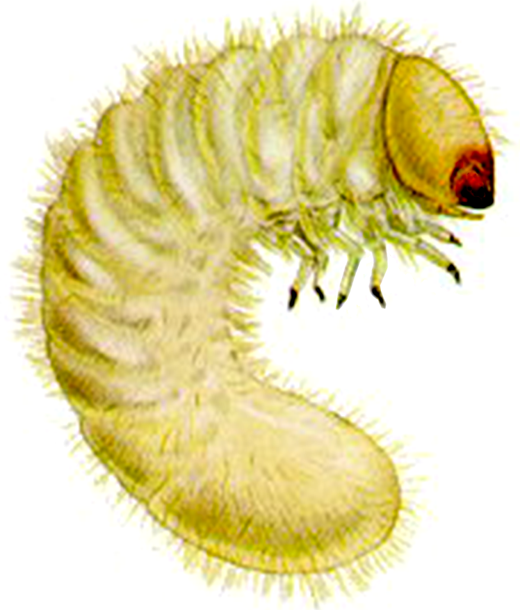 medena-buba-niptus-hololeucus-larva
