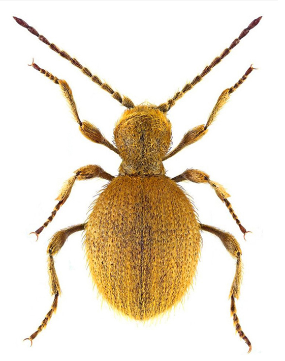 medena-buba-niptus-hololeucus-mala