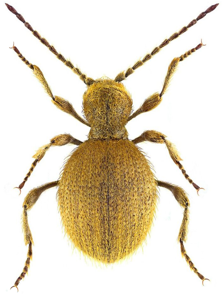medena-buba-niptus-hololeucus