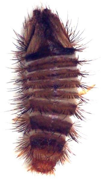 muzejska-buba-anthrenus-museorum-larva