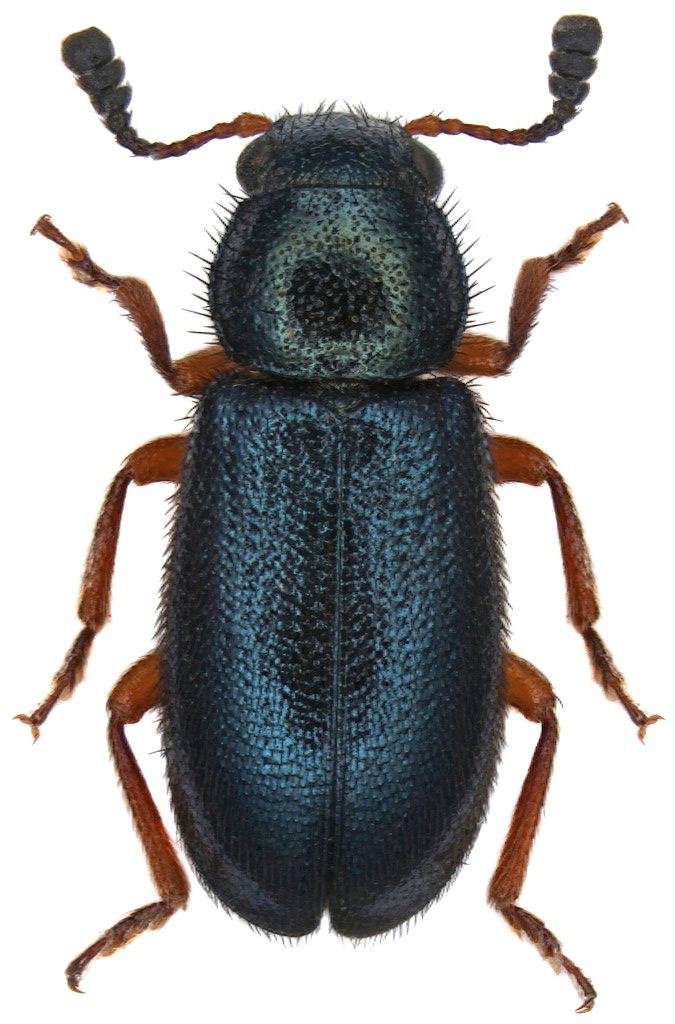 nekrobija-necrobia-rufipes
