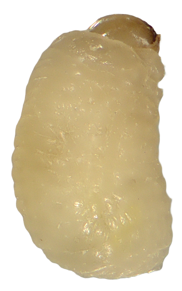 pirincani-zizak-sitophilus-oryzae-larva