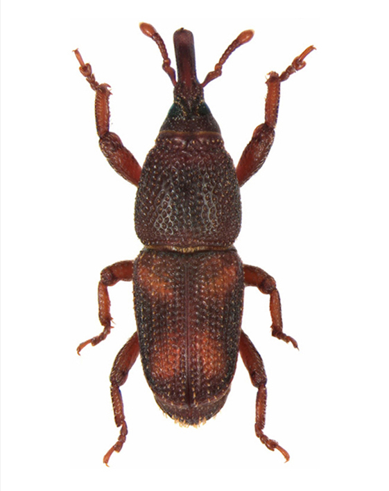 pirincani-zizak-sitophilus-oryzae-mala