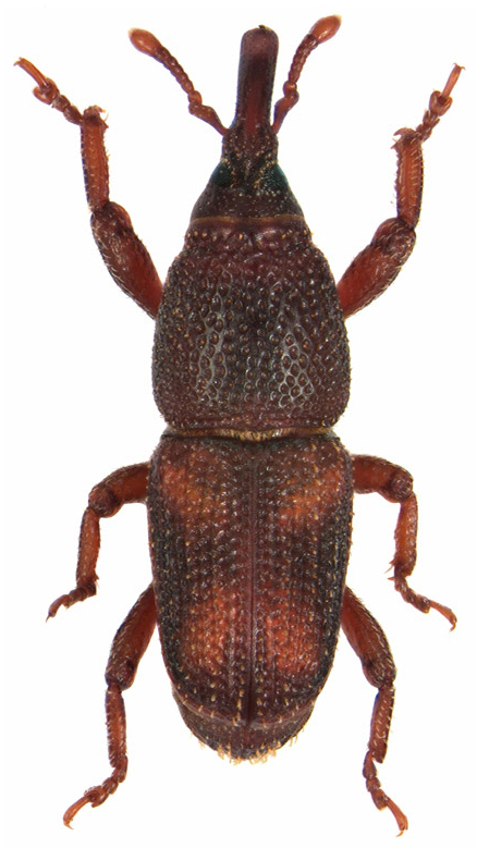 pirincani-zizak-sitophilus-oryzae