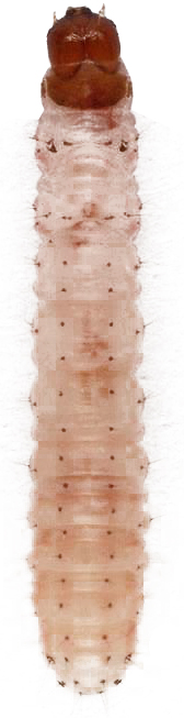plamenac-brasna-ephestia-kuehniella-larva