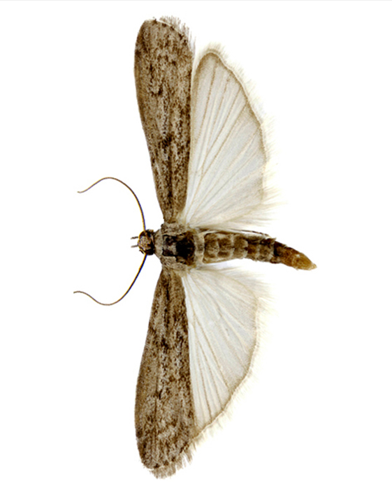 plamenac-brasna-ephestia-kuehniella-mala