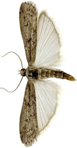 plamenac-brasna-ephestia-kuehniella