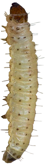 plamenac-duvana-ephestia-elutella-larva