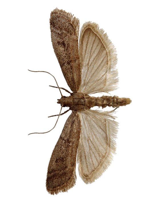plamenac-duvana-ephestia-elutella-mala