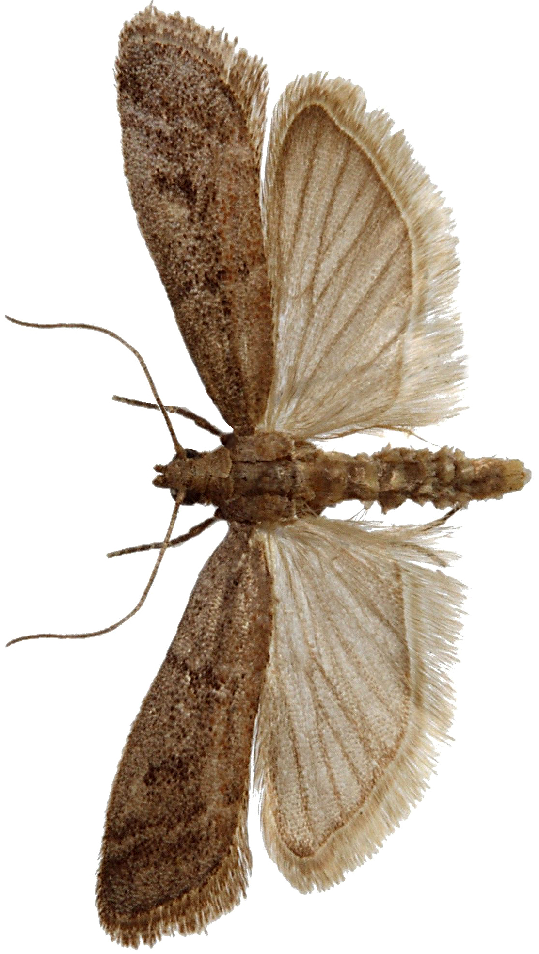 plamenac-duvana-ephestia-elutella