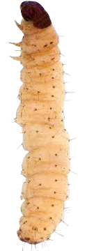 plamenac-tropski-ephestia-cautella-larva