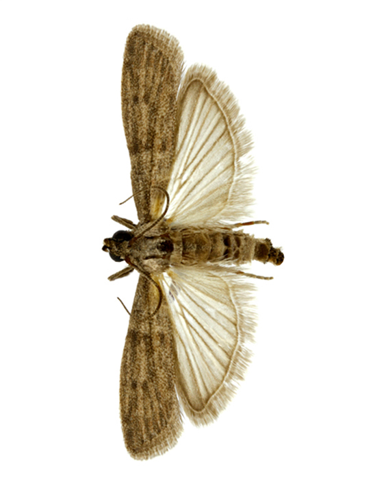 plamenac-tropski-ephestia-cautella-mala