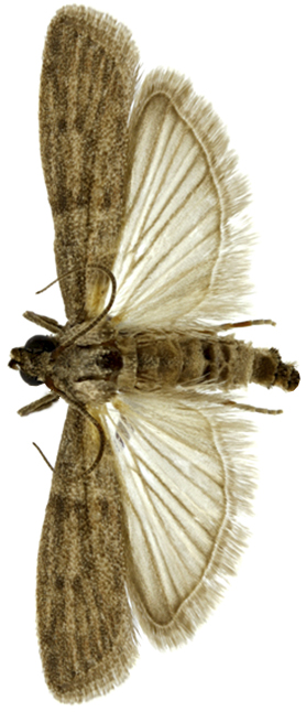 plamenac-tropski-ephestia-cautella