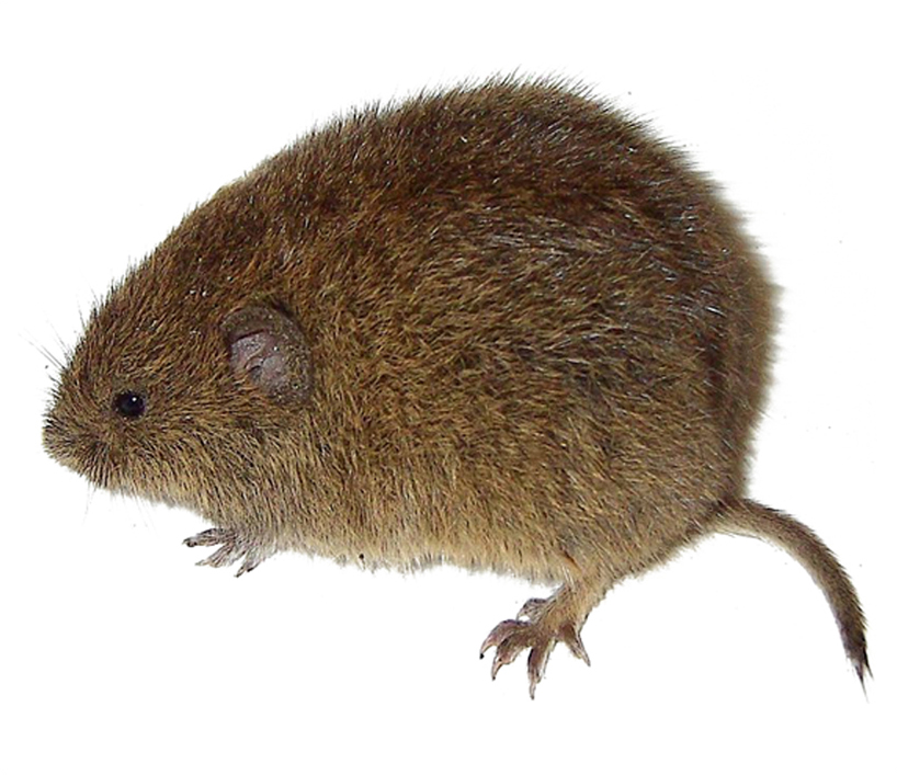 poljska-voluharica-microtus-arvalis-mala