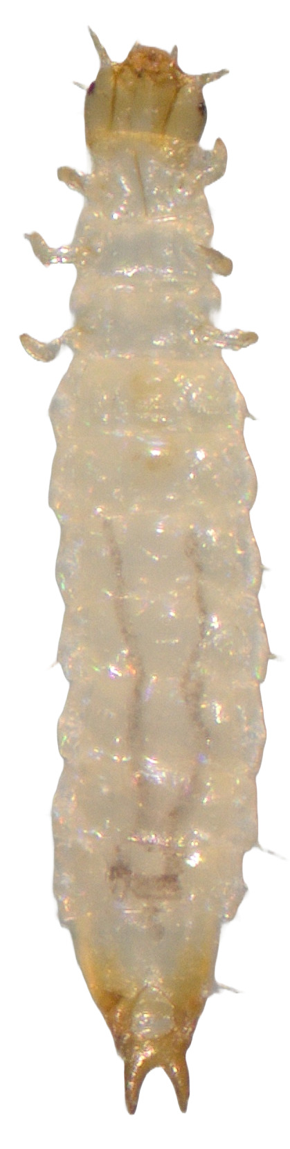 rdjasti-zitar-laemophloeus-ferrugineus-larva