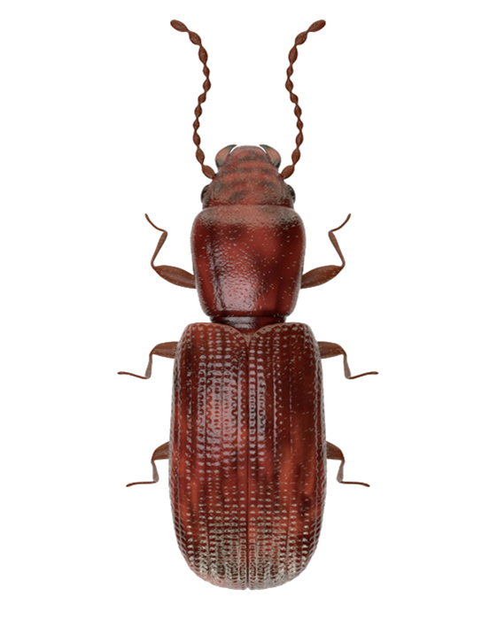 rdjasti-zitar-laemophloeus-ferrugineus-mala
