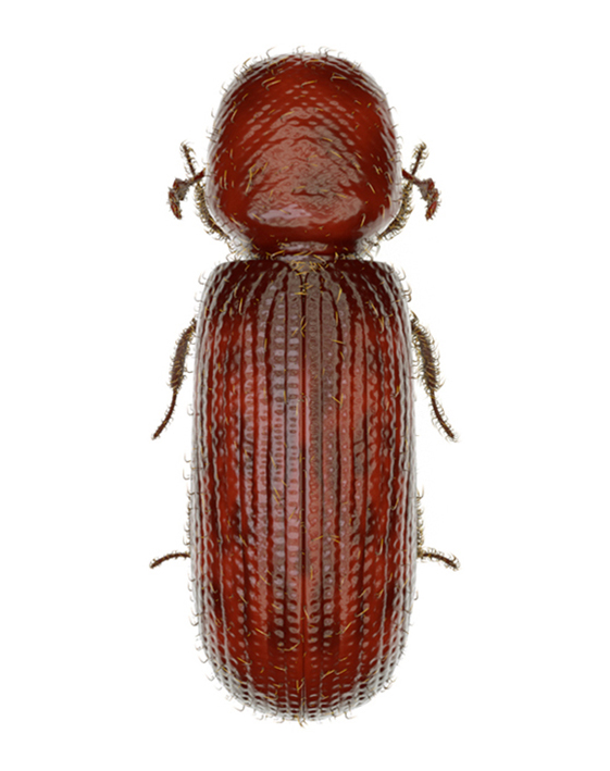 rizoperta-rhizopertha-dominica-mala