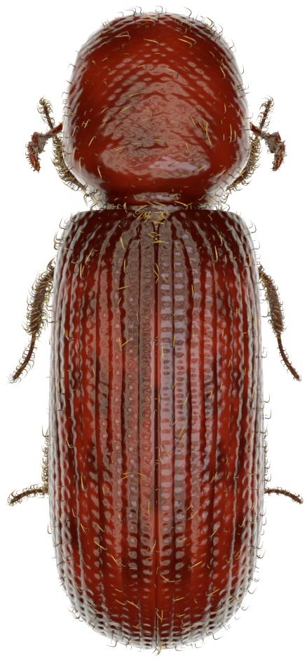 rizoperta-rhizopertha-dominica