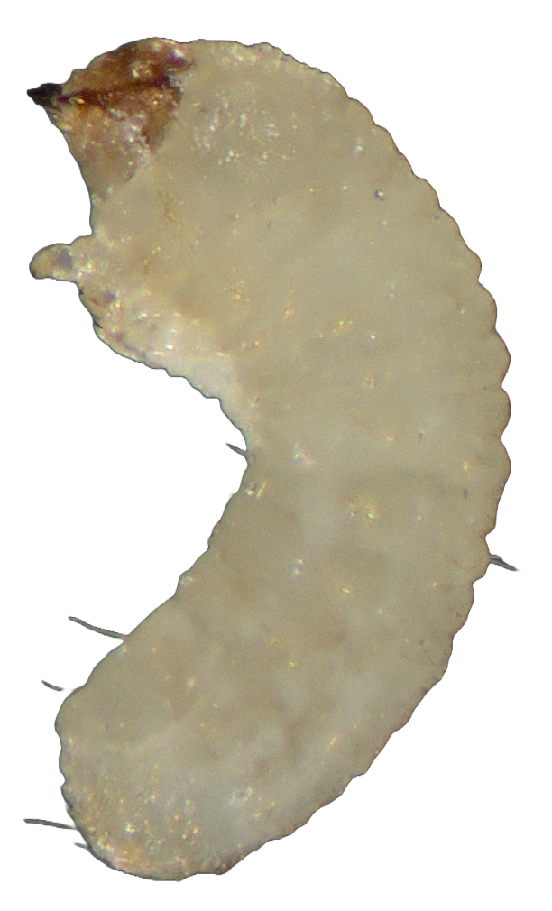 rizoperta-rhyzopertha-dominica-larva