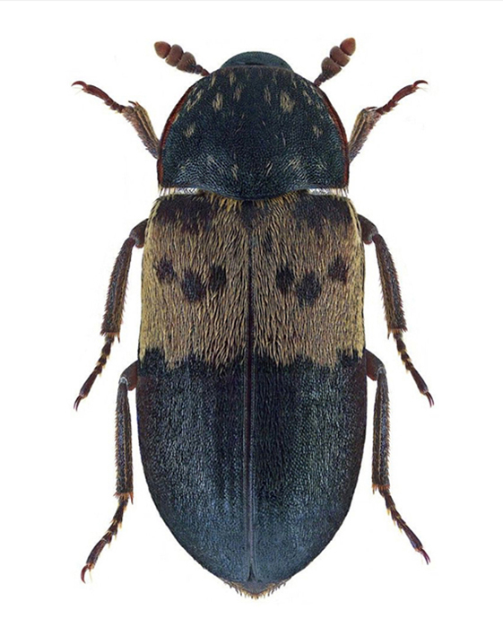 slaninar-dermestes-lardarius-mala