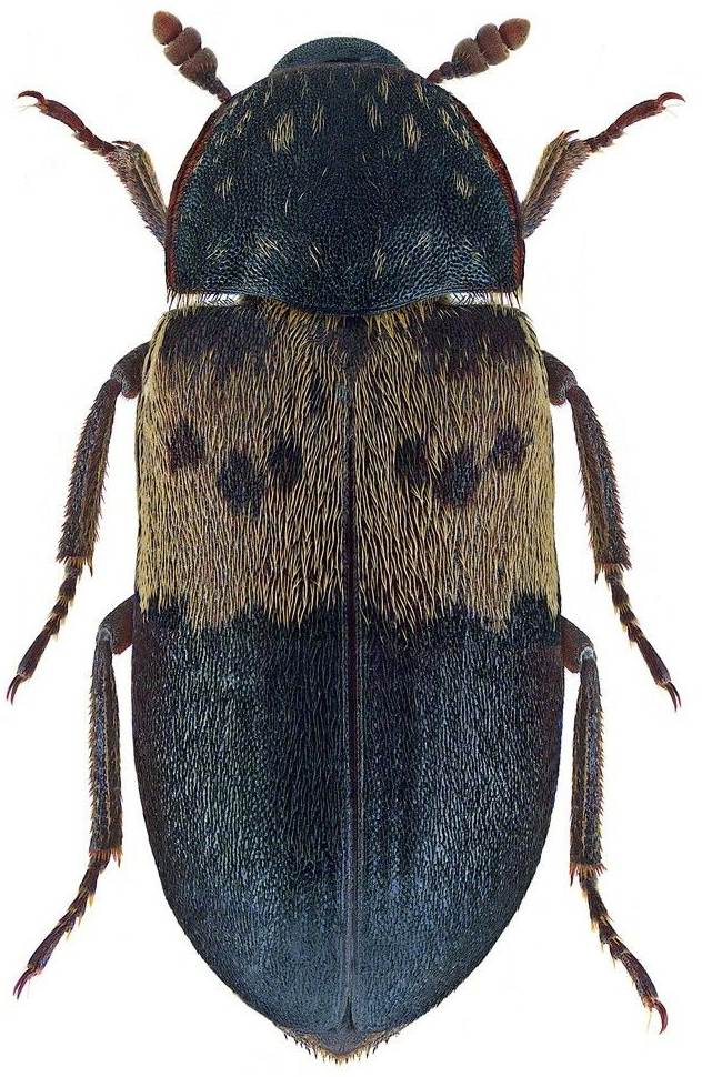 slaninar-dermestes-lardarius
