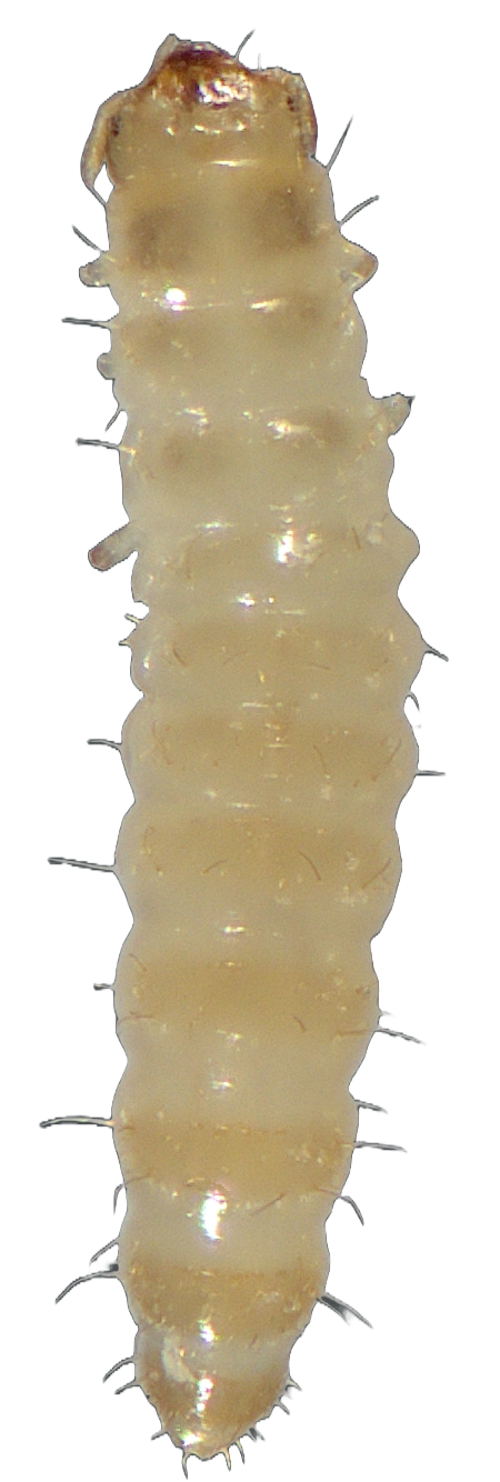 surinamski-brasnar-oryzaephilus-surinamensis-larva-dorsal
