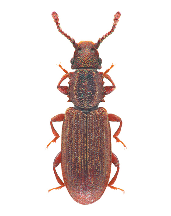surinamski-brasnar-oryzaephilus-surinamensis-mala
