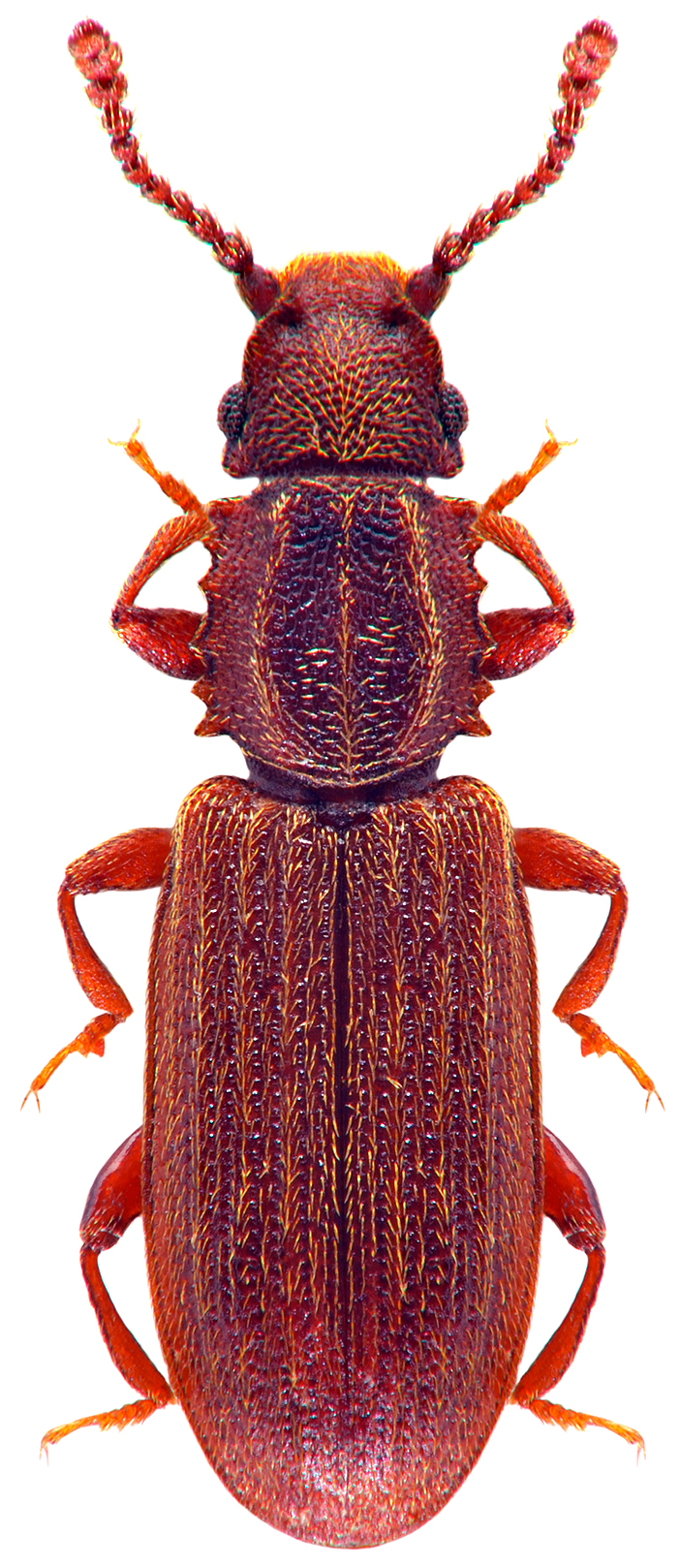surinamski-brasnar-oryzaephilus-surinamensis