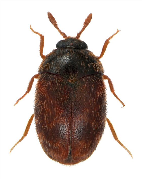 trogoderma-trogoderma-granarium-mala