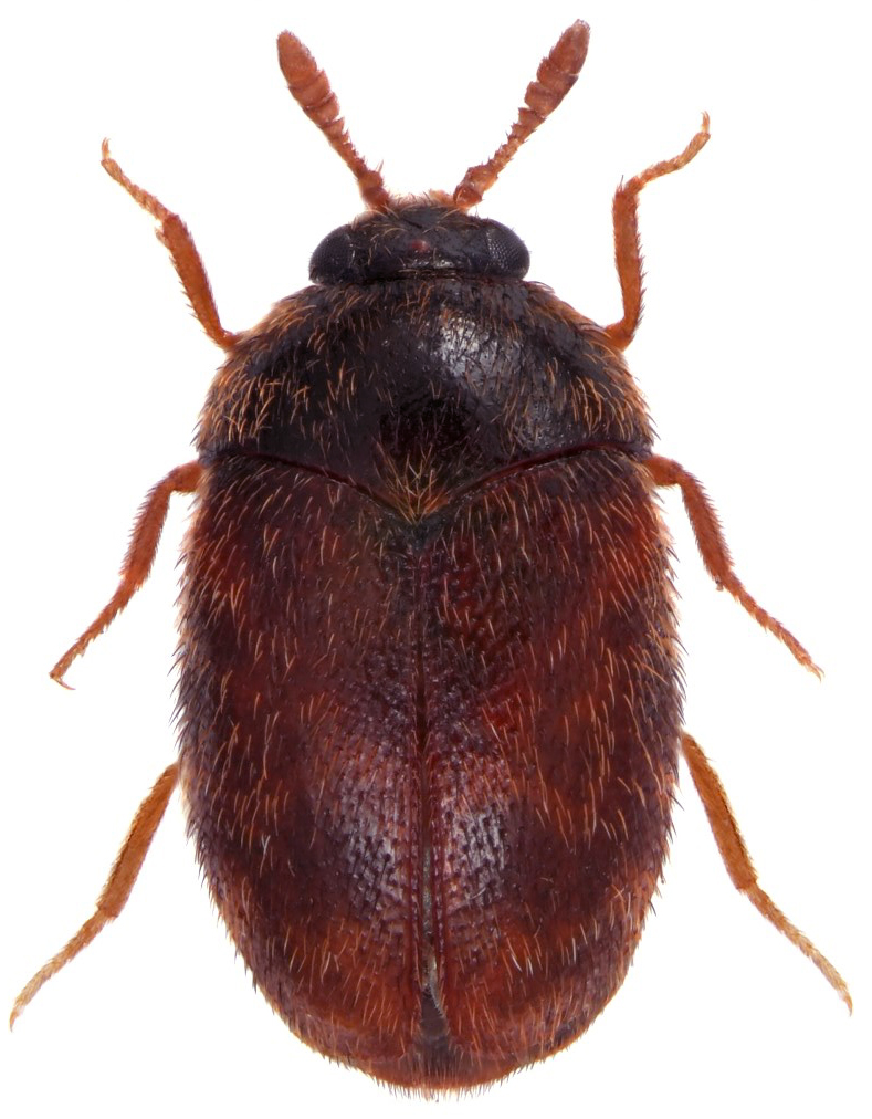 trogoderma-trogoderma-granarium