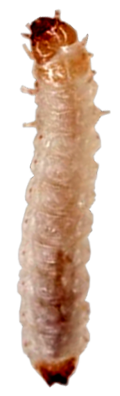 vocni-kusokrilac-carpophilus-hemipterus-larva