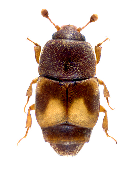 vocni-kusokrilac-carpophilus-hemipterus-mala